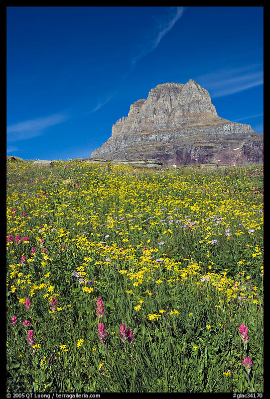 Carpet of alpine flowers and Clemens Mountain, Logan Pass. Glacier National Park, Montana, USA.