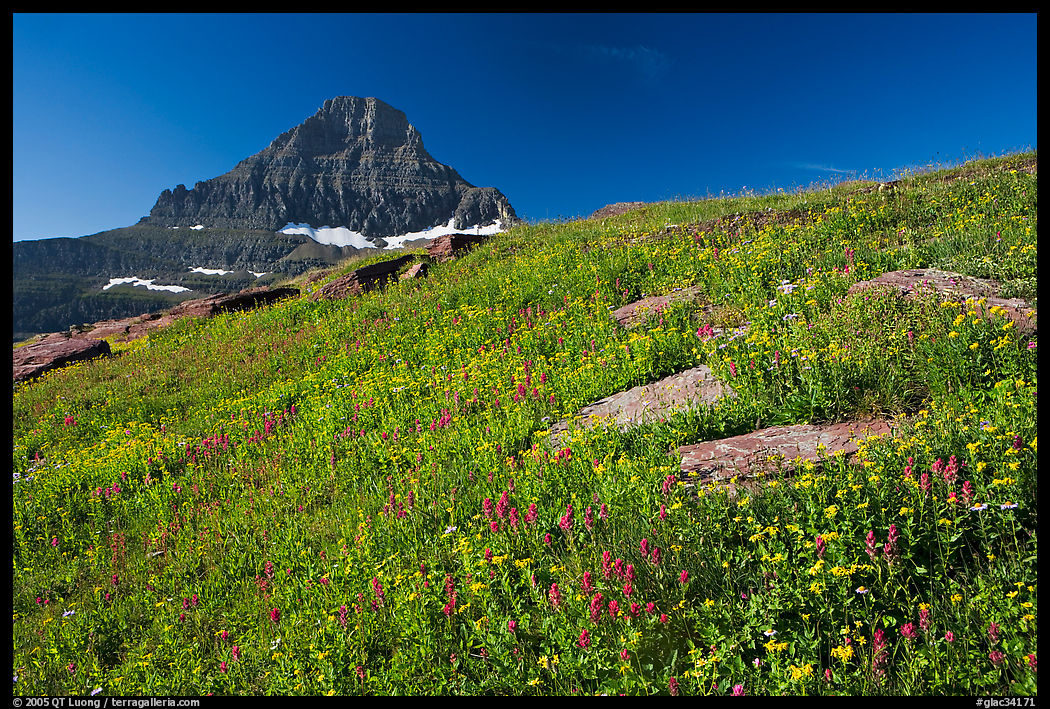 Alpine wildflowers and Reynolds Mountain, Logan Pass, morning. Glacier National Park, Montana, USA.