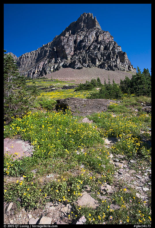 Meadow with wildflowers below Clemens Mountain, Logan Pass. Glacier National Park