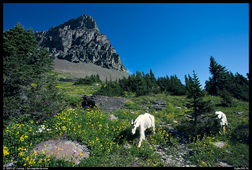 Mountain goats in wildflower meadow below Clemens Mountain, Logan Pass. Glacier National Park, Montana, USA.