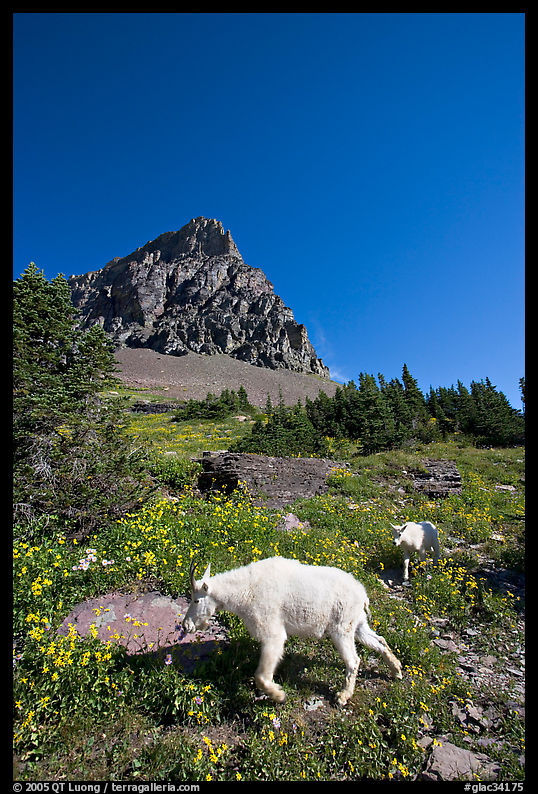 Mountain goat and cub in a meadown below Clemens Mountain, Logan Pass. Glacier National Park, Montana, USA.