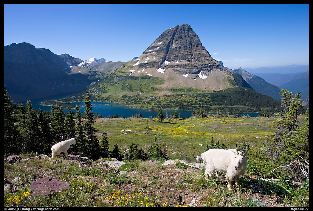 Mountain goats, Hidden Lake, Bearhat Mountain. Glacier National Park, Montana, USA.