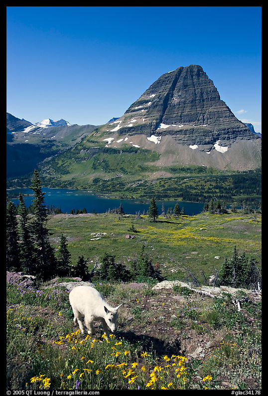 Young mountain goat, with Hidden Lake and Bearhat Mountain in the background. Glacier National Park, Montana, USA.