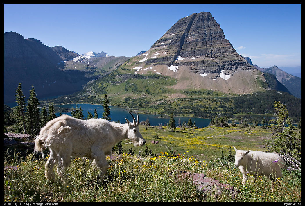 Mountain goat and kid, Hidden Lake and Bearhat Mountain in the background. Glacier National Park, Montana, USA.