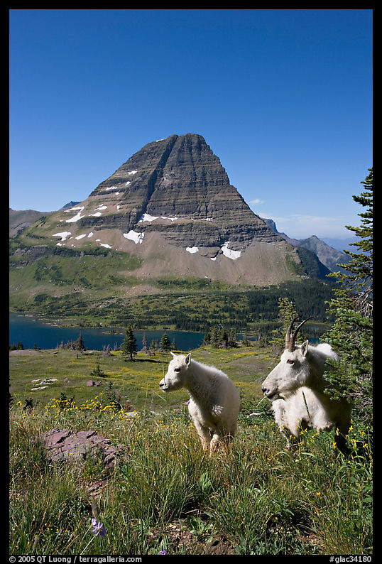 Mountain goats, Hidden Lake and Bearhat Mountain behind. Glacier National Park, Montana, USA.