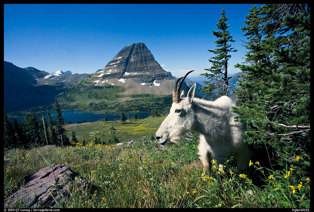 Mountain goat, Hidden Lake and Bearhat Mountain behind. Glacier National Park, Montana, USA.