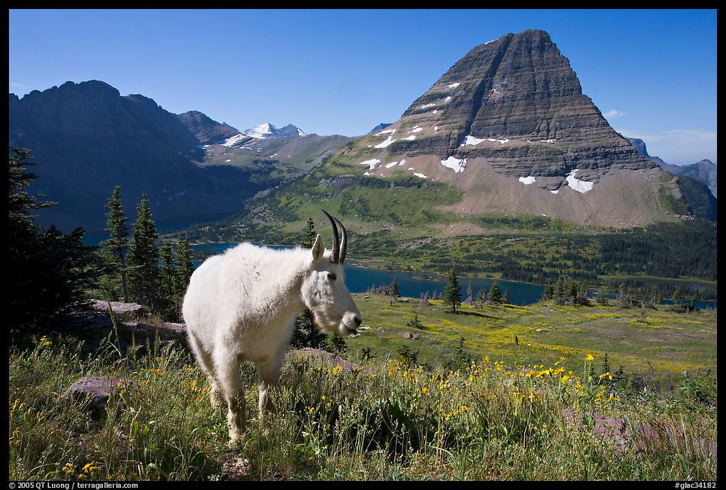 Mountain goat, Hidden Lake and Bearhat Mountain. Glacier National Park, Montana, USA.