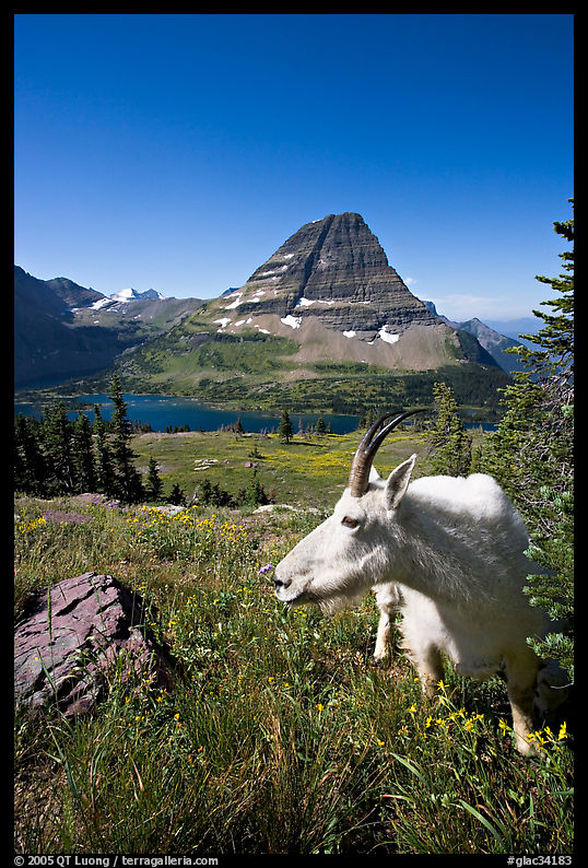Mountain goat seen at close range near Hidden Lake overlook. Glacier National Park, Montana, USA.