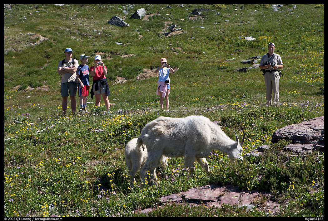 Visitors watching mountains goats near Logan Pass. Glacier National Park, Montana, USA.
