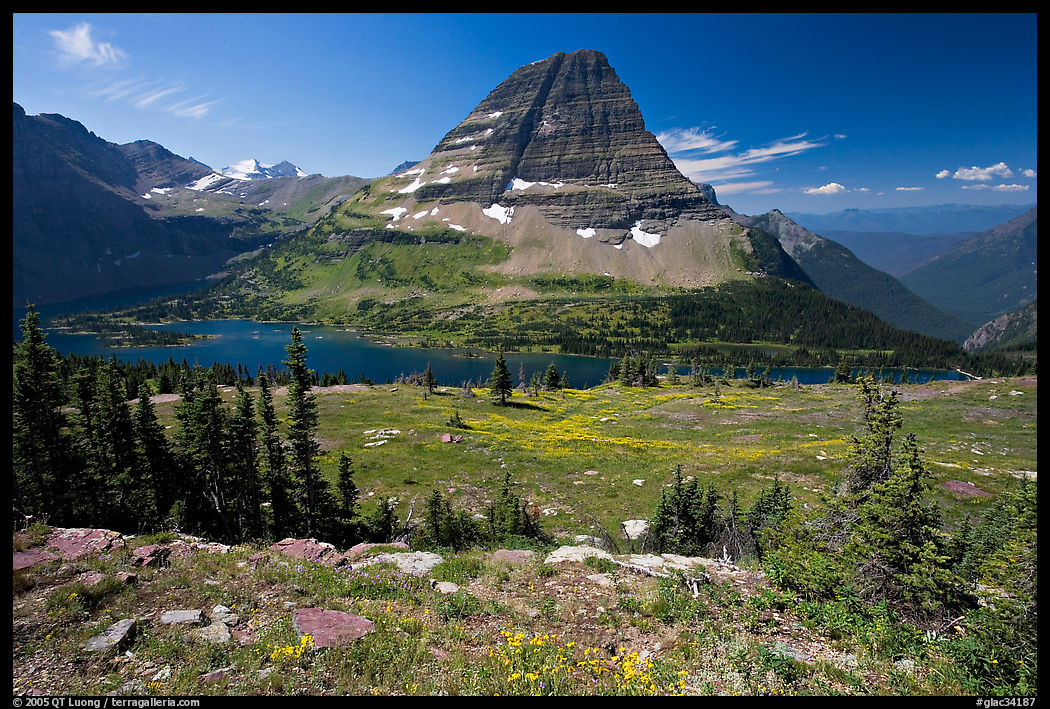 Meadows with alpine wildflowers, Hidden Lake and Bearhat Mountain behind. Glacier National Park, Montana, USA.