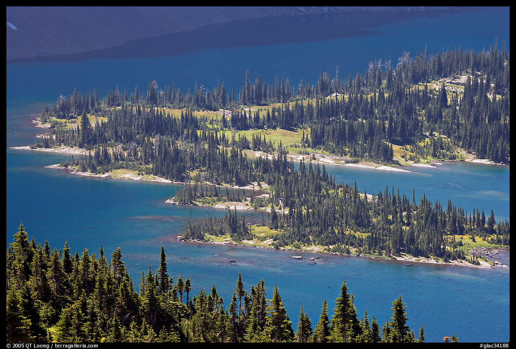 Conifers and Hidden Lake. Glacier National Park, Montana, USA.