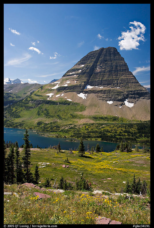 Alpine Meadows with wildflowers, Hidden Lake and Bearhat Mountain behind. Glacier National Park
