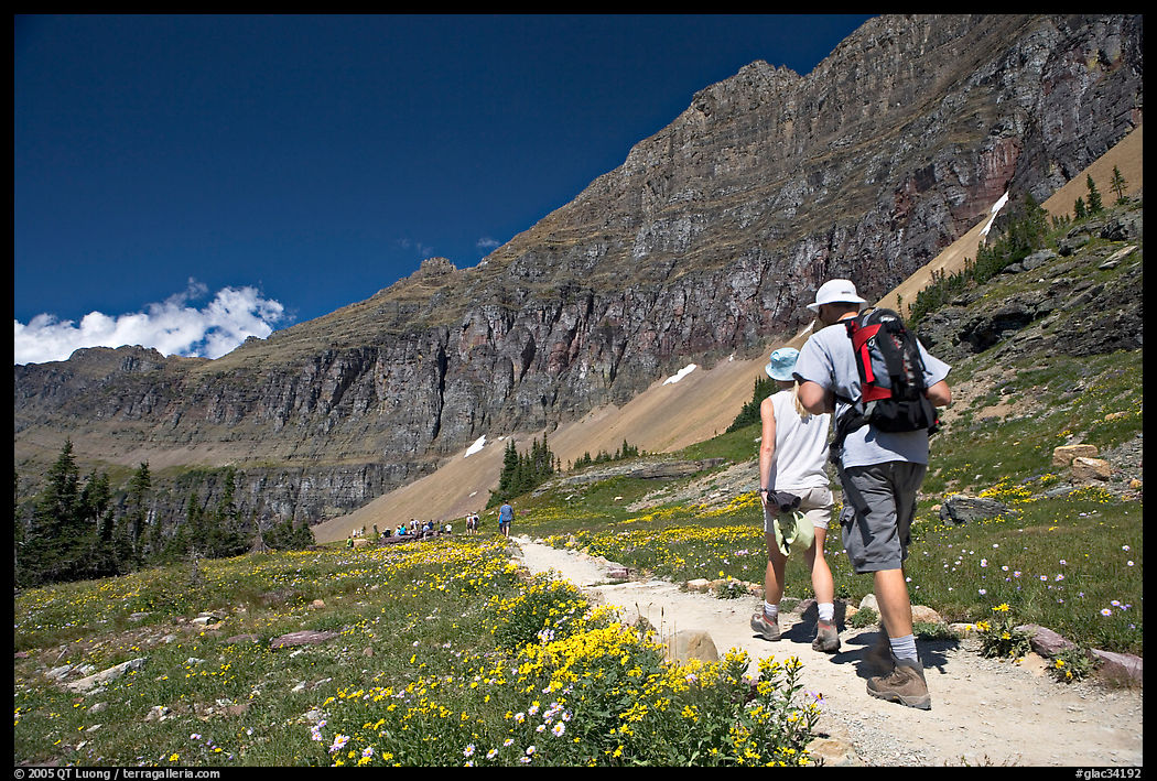 Hikers on trail amongst wildflowers near Hidden Lake. Glacier National Park, Montana, USA.