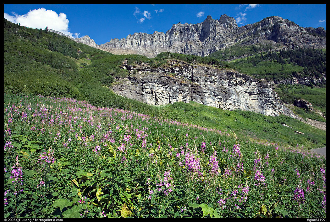 Fireweed below the Garden Wall. Glacier National Park, Montana, USA.