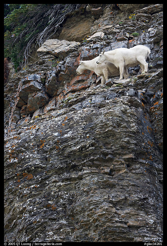 Mountain goats high on a ledge. Glacier National Park, Montana, USA.