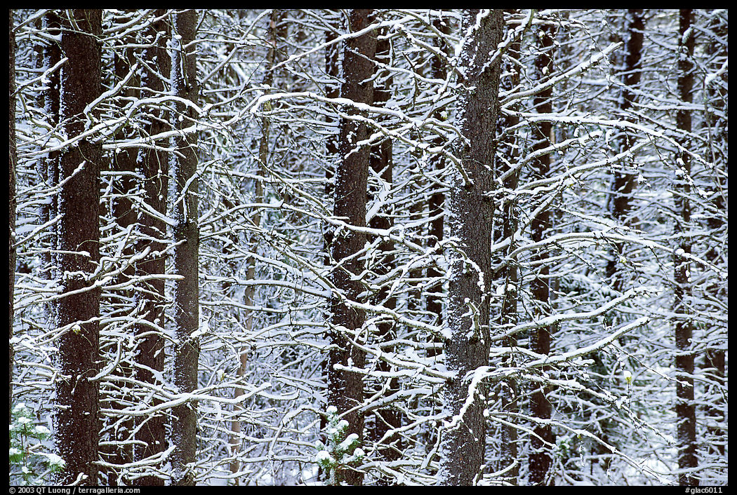Snowy trees in winter. Glacier National Park, Montana, USA.