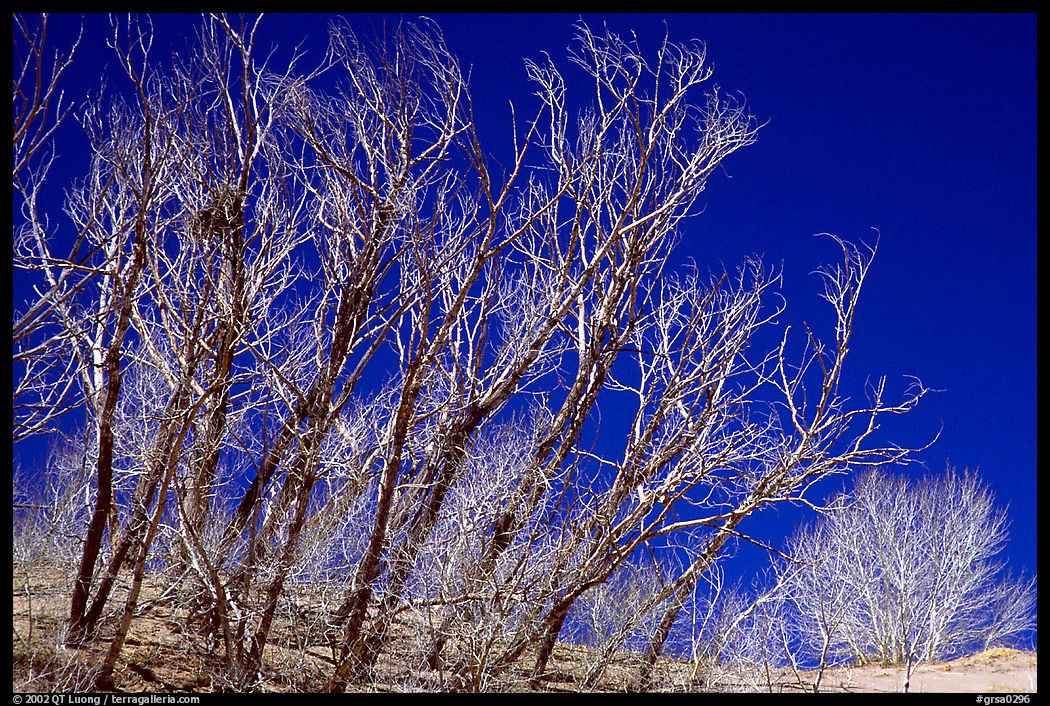 Ghost forest: squeletons of trees engulfed by the sands. Great Sand Dunes National Park