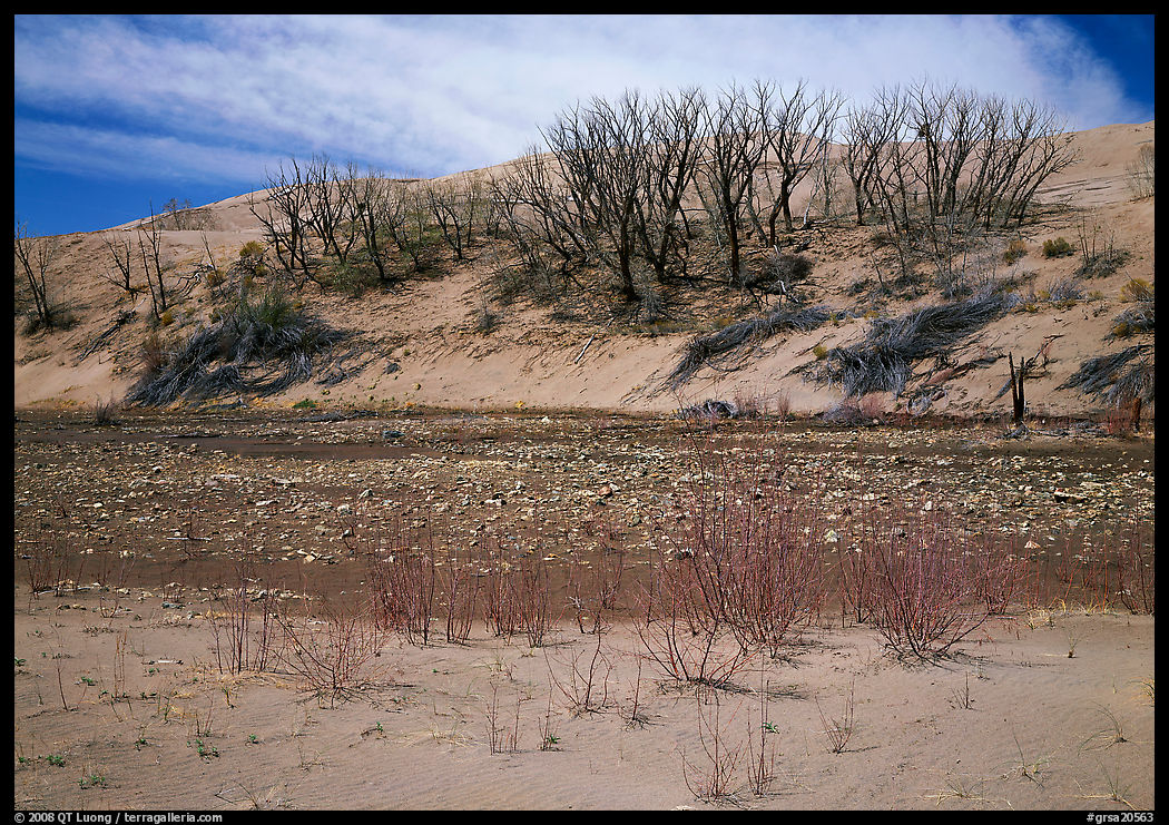 Dry creek and tree skeletons on edge of sand dunes. Great Sand Dunes National Park, Colorado, USA.