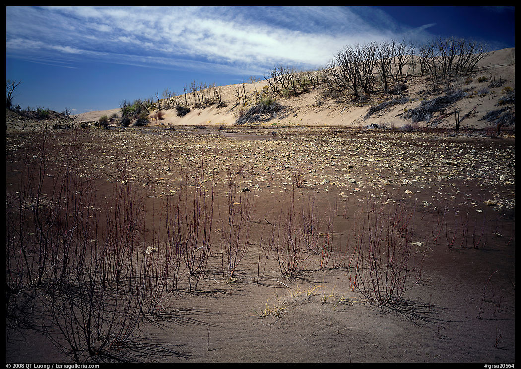 Ghost Forest, skeletons of trees engulfed by sands. Great Sand Dunes National Park, Colorado, USA.