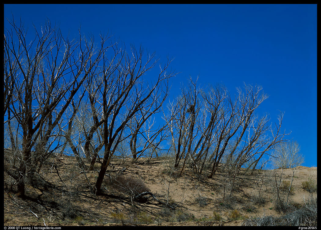 Dead trees on sand dunes. Great Sand Dunes National Park