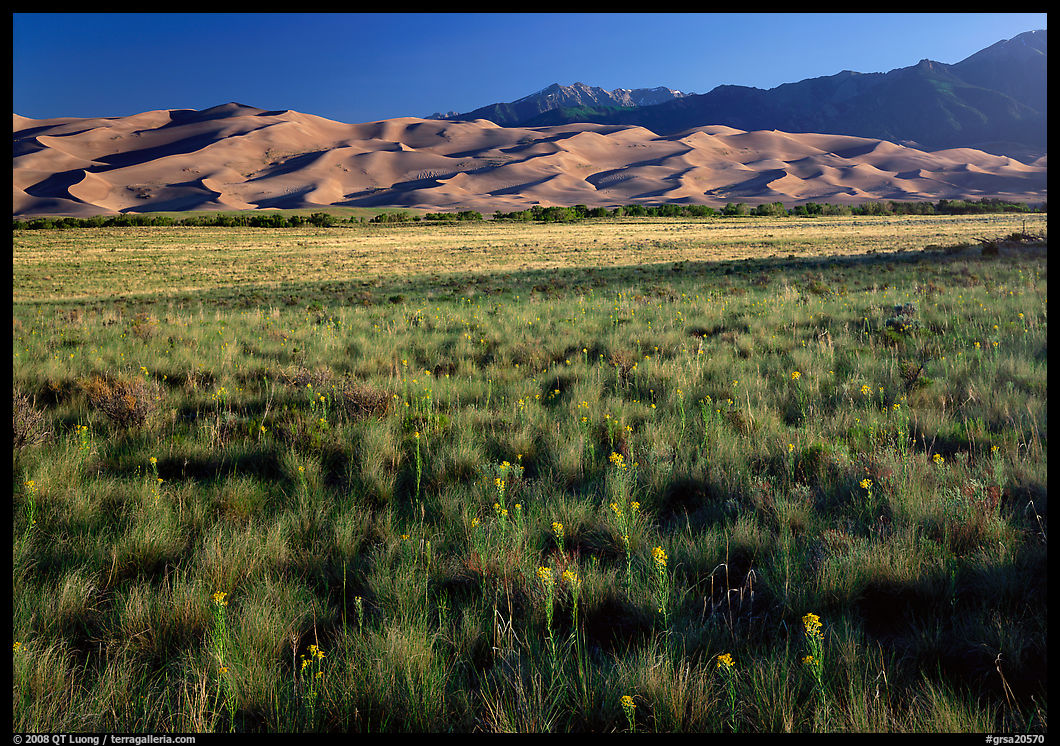 Wildflowers, grass prairie and dunes. Great Sand Dunes National Park, Colorado, USA.
