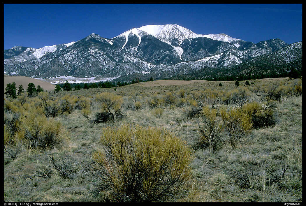 Desert-like sagebrush and snowy Sangre de Cristo Mountains. Great Sand Dunes National Park