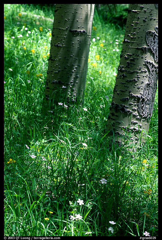 Aspen trunks in summer near Medora Pass. Great Sand Dunes National Park, Colorado, USA.
