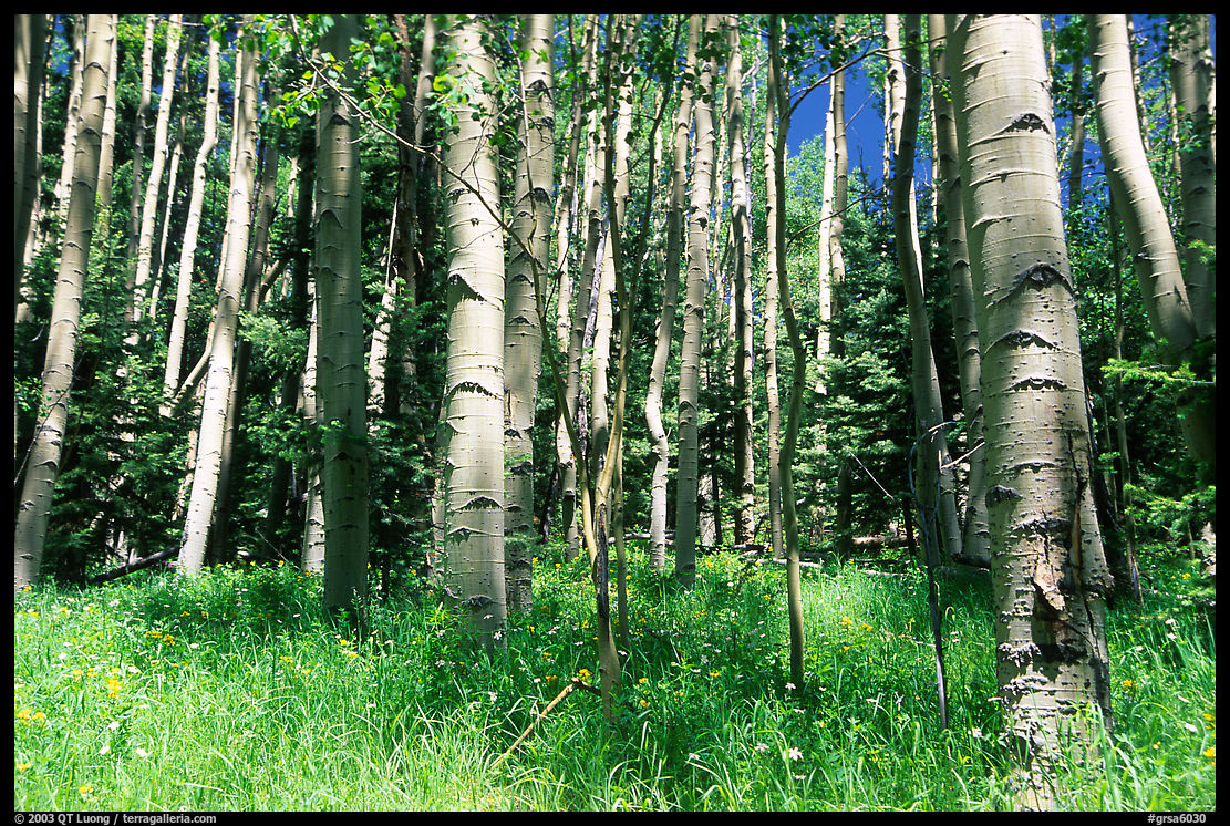 Aspen trees in summer near Medora Pass. Great Sand Dunes National Park, Colorado, USA.
