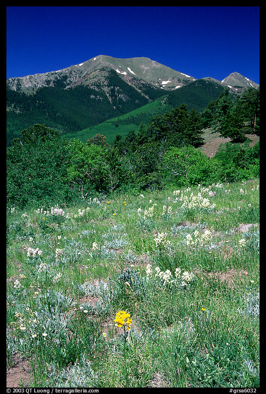 Meadow and Sangre de Cristo Mountains near Medora Pass. Great Sand Dunes National Park, Colorado, USA.