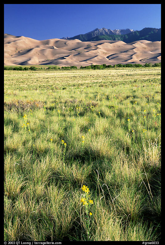 Grass and dunes, morning. Great Sand Dunes National Park, Colorado, USA.