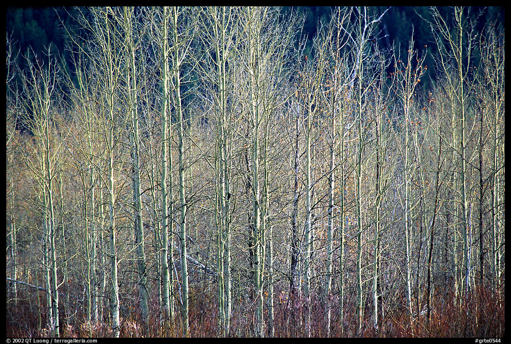 Bare trees. Grand Teton National Park, Wyoming, USA.
