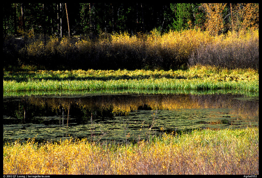 Pond with fall colors. Grand Teton National Park, Wyoming, USA.
