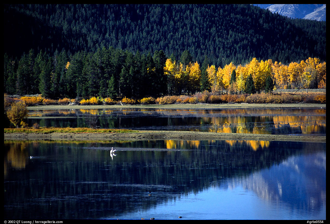 Fall foliage and reflexions of Mt Moran in Oxbow bend. Grand Teton National Park, Wyoming, USA.