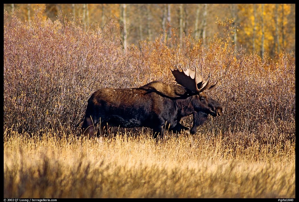 Bull moose in autumn. Grand Teton National Park, Wyoming, USA.