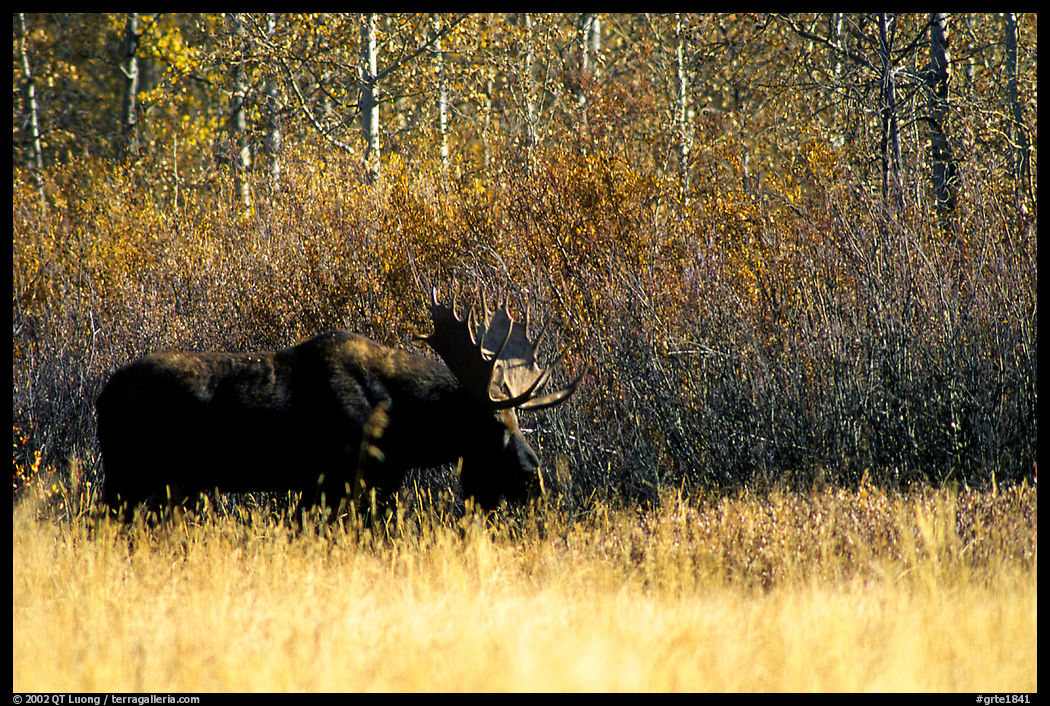 Bull moose out of forest in autumn. Grand Teton National Park, Wyoming, USA.