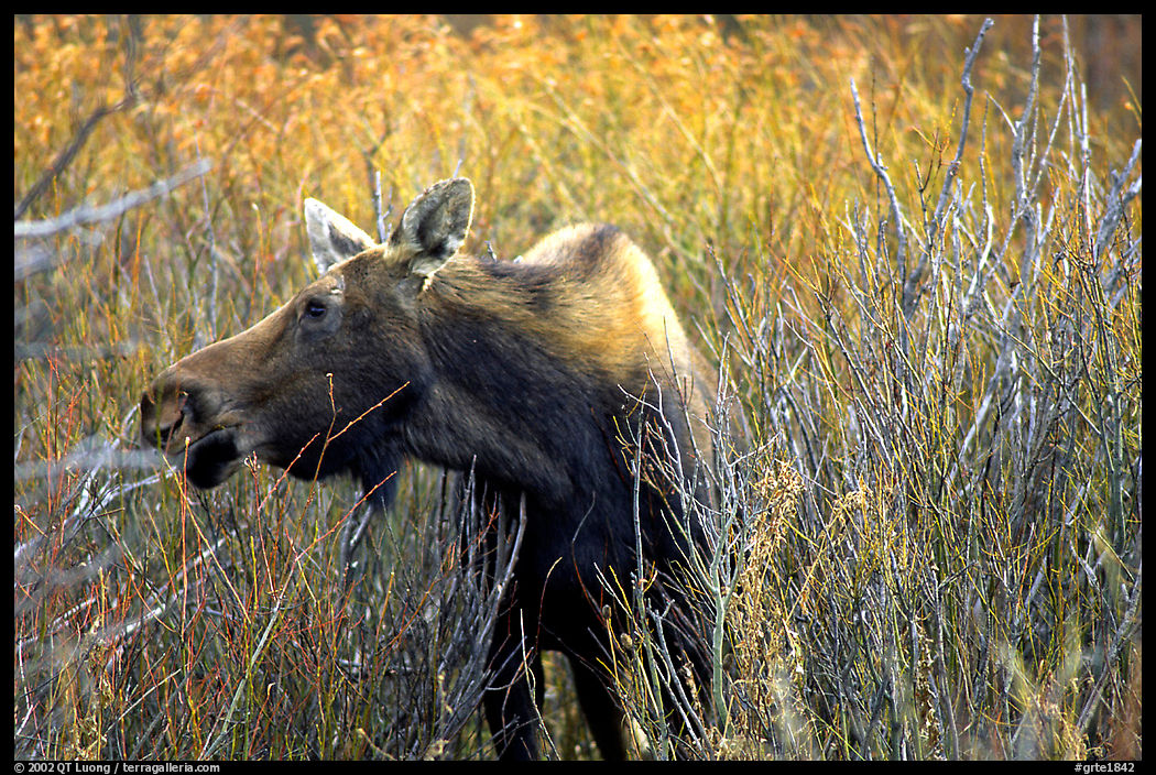 Cow moose browsing on plants. Grand Teton National Park, Wyoming, USA.