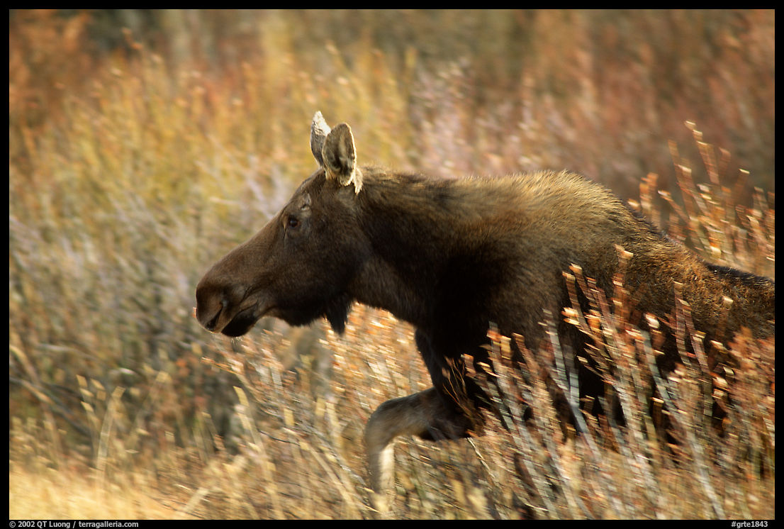 Cow moose running. Grand Teton National Park, Wyoming, USA.