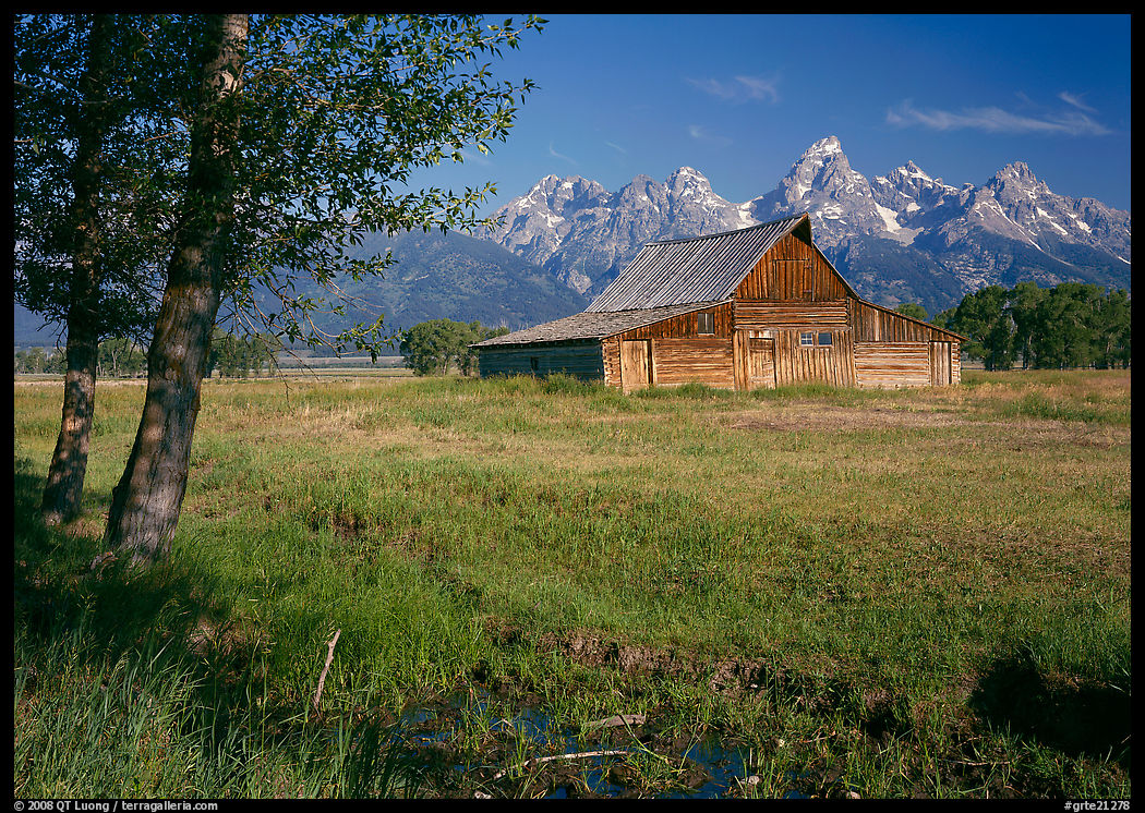 Trees, pasture and Old Barn on Mormon row, morning. Grand Teton National Park, Wyoming, USA.