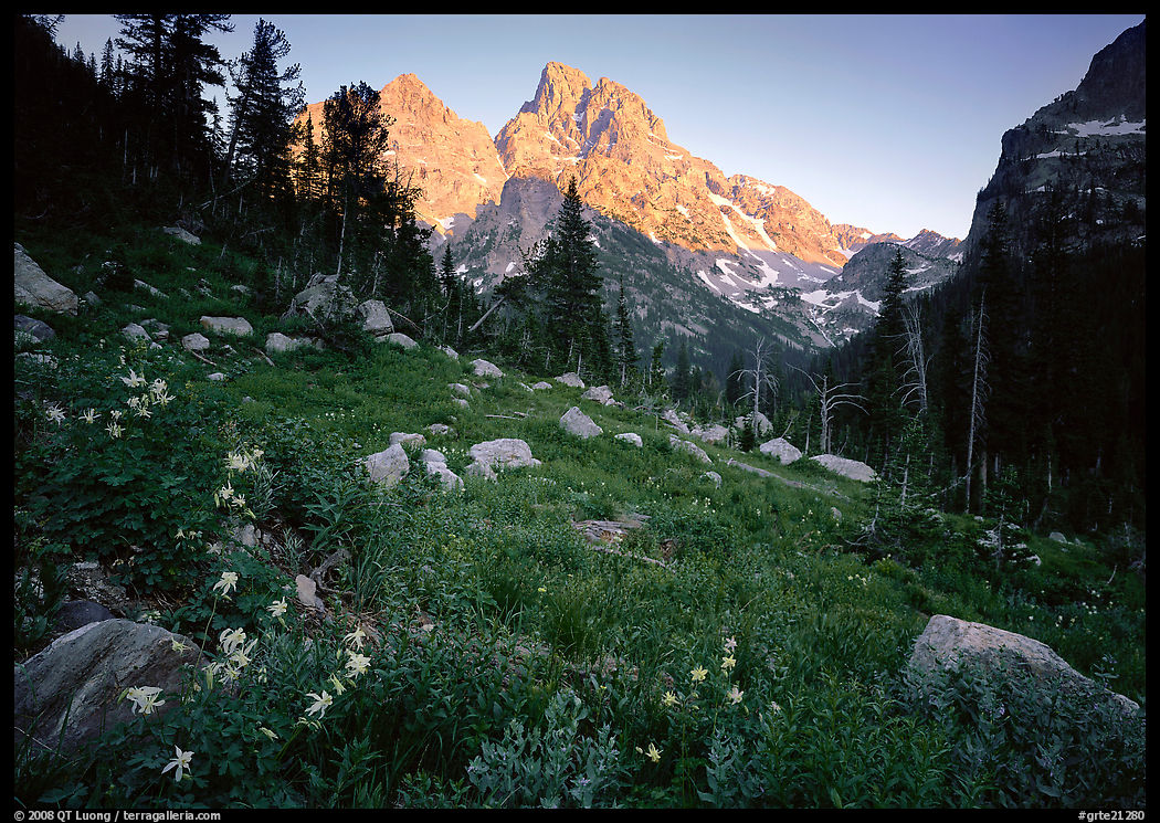 Columbine and Grand Teton at sunset. Grand Teton National Park, Wyoming, USA.