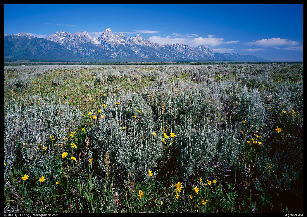 Flats with Arrowleaf balsam root and Teton range, morning. Grand Teton National Park, Wyoming, USA.