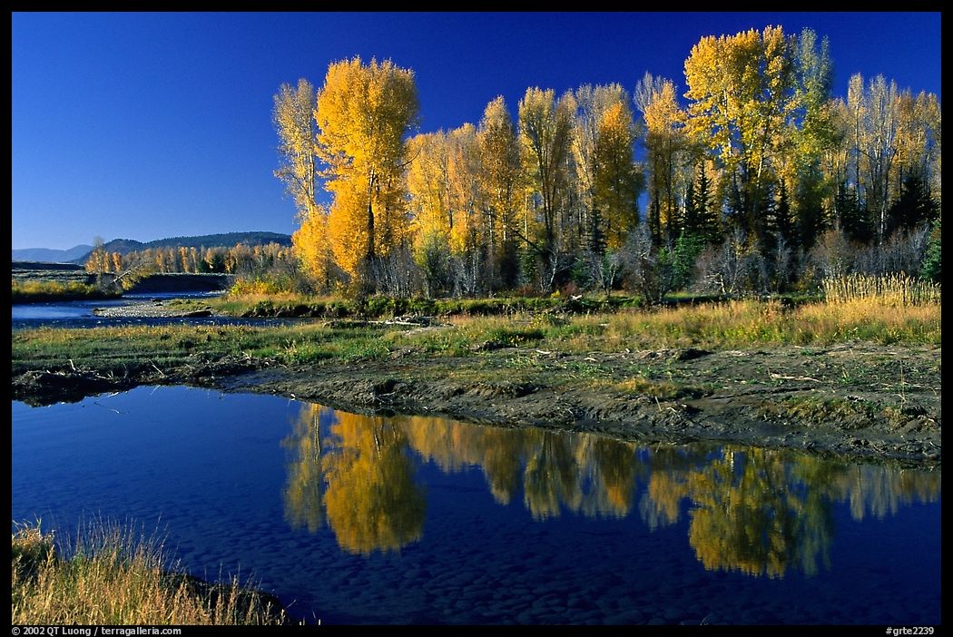Aspen with autumn foliage, reflected in the Snake River. Grand Teton National Park, Wyoming, USA.