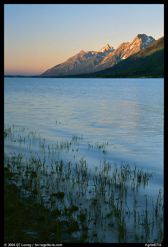 Teton range and Jackson Lake seen from Lizard Creek, sunrise. Grand Teton National Park