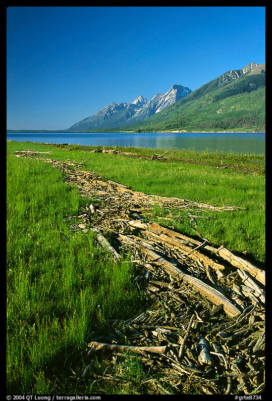 Debris marking high water limit for Jackson Lake, morning. Grand Teton National Park, Wyoming, USA.