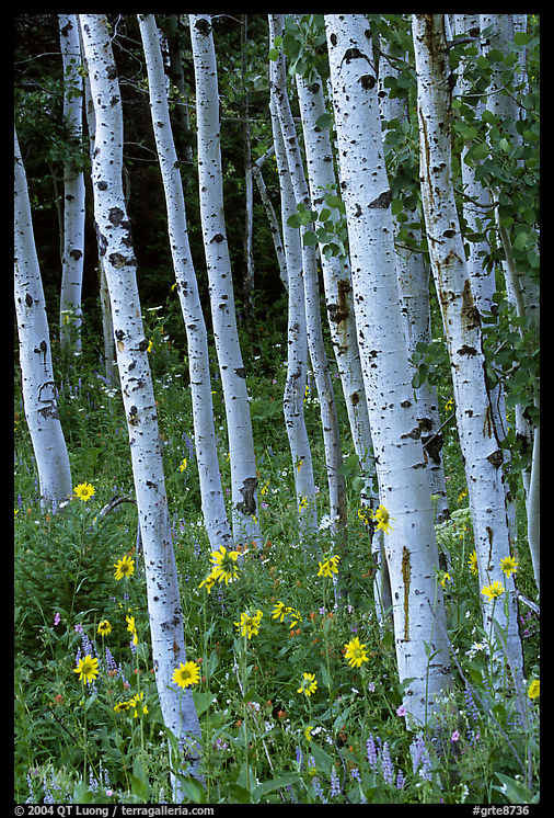 Sunflowers, lupines and aspen forest. Grand Teton National Park, Wyoming, USA.