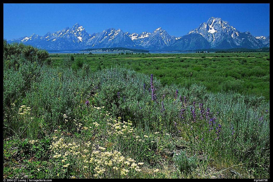 Wildflowers and Teton range, morning. Grand Teton National Park, Wyoming, USA.
