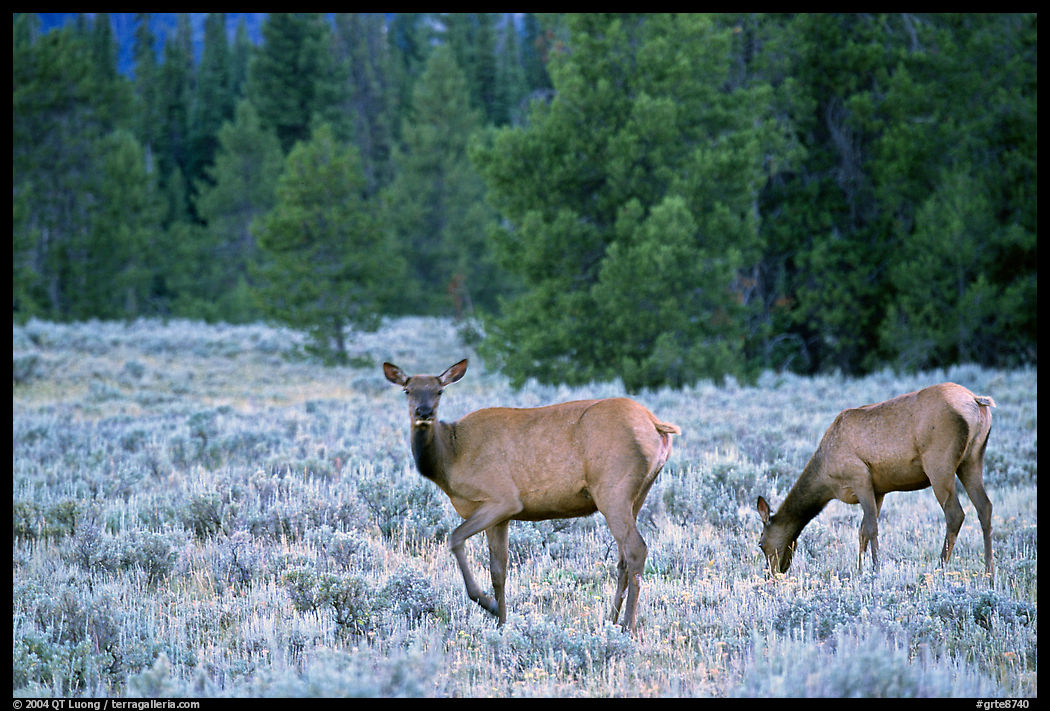 Cow Elk in meadow a dusk. Grand Teton National Park, Wyoming, USA.