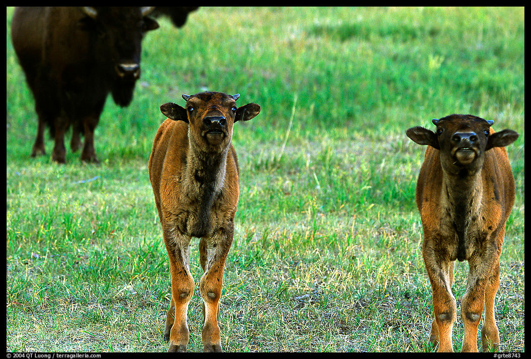 Bison calves. Grand Teton National Park, Wyoming, USA.