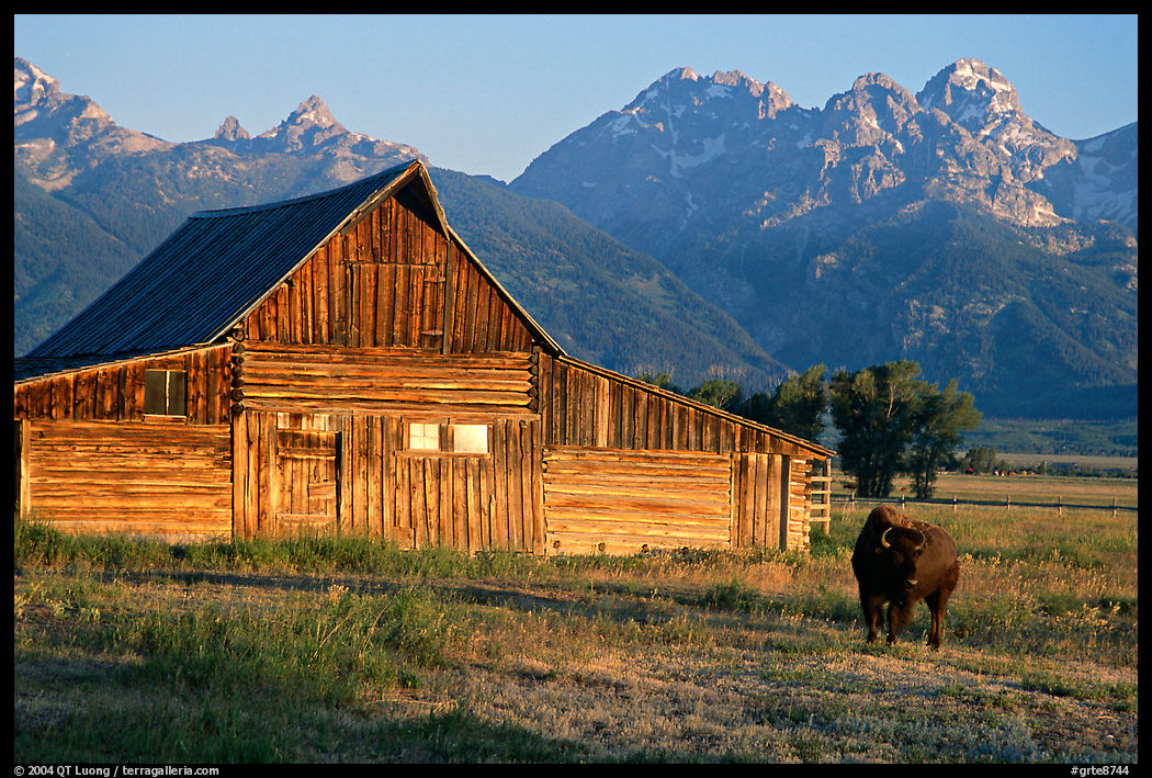 Bison in front of barn, with Grand Teton in the background, sunrise. Grand Teton National Park, Wyoming, USA.
