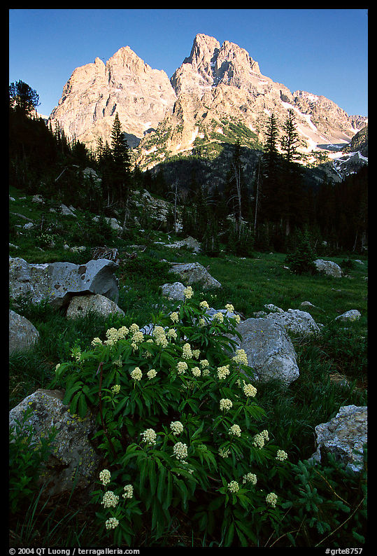 Columbine and Tetons, evening. Grand Teton National Park, Wyoming, USA.