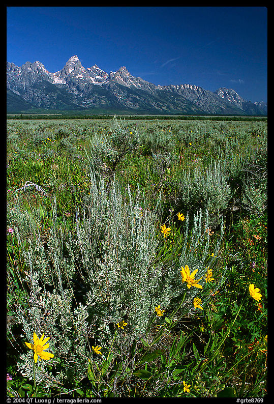 Arrowleaf balsam root and Teton range, morning. Grand Teton National Park, Wyoming, USA.